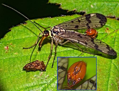 Panorpa communis